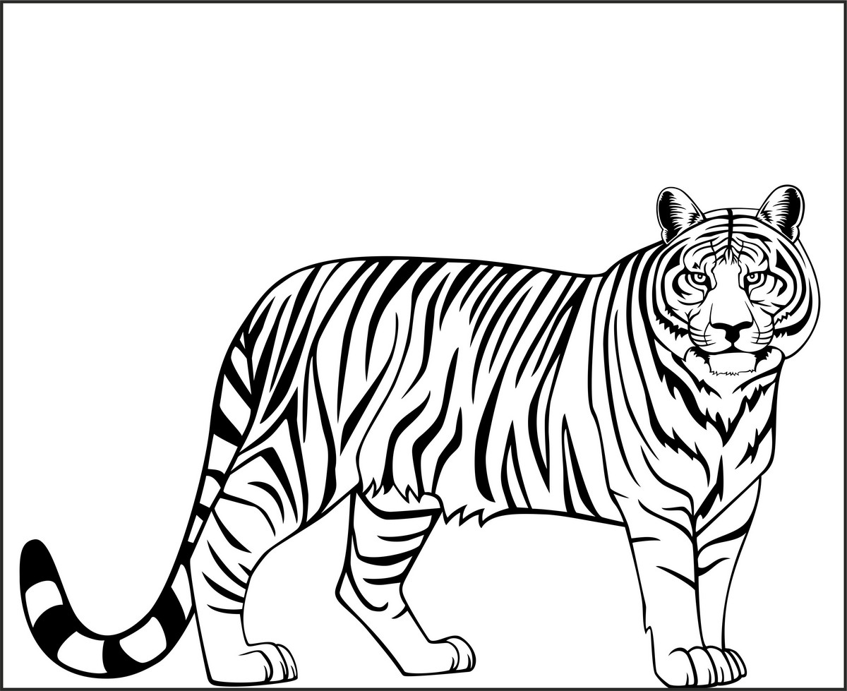 Контур тигра для раскраски